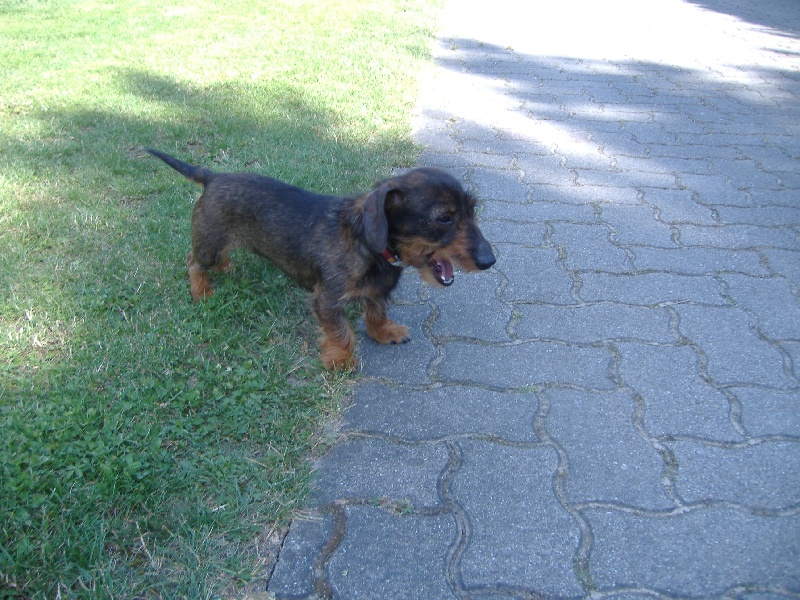 Daisy ( kaninchen)                            de la Cour des Tamaris