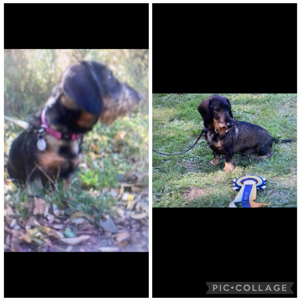 Chiots octobre 2025