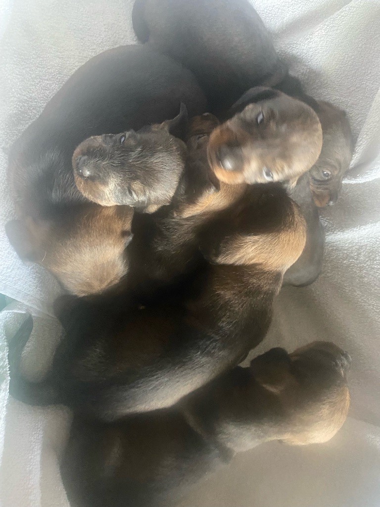Les chiots sont nés le 2 octobre 2025  :-)