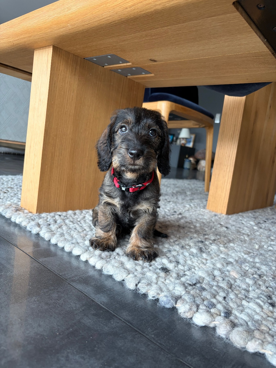 Nos chiens et chiots