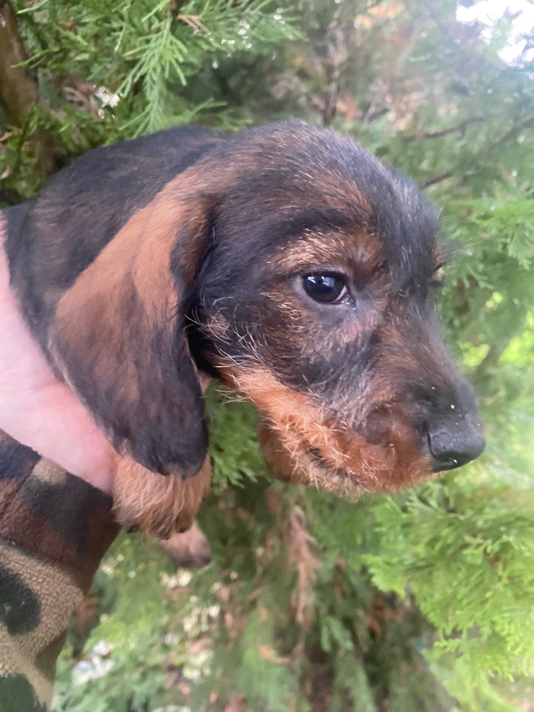 Nos chiens et chiots