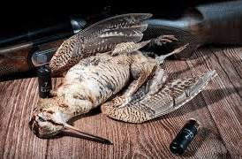   la Chasse uniquement les chiens (standard)