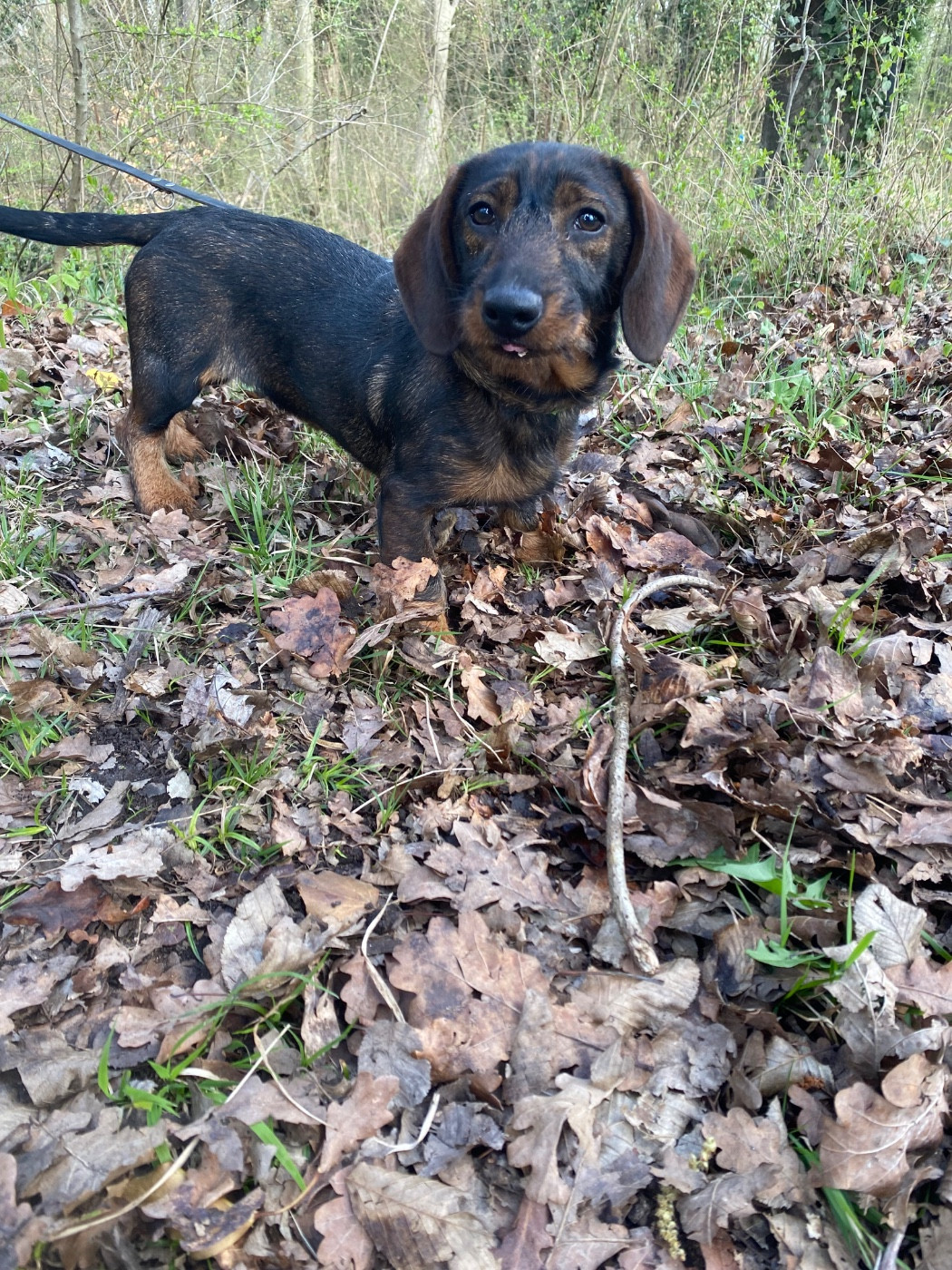 Nos chiens et chiots