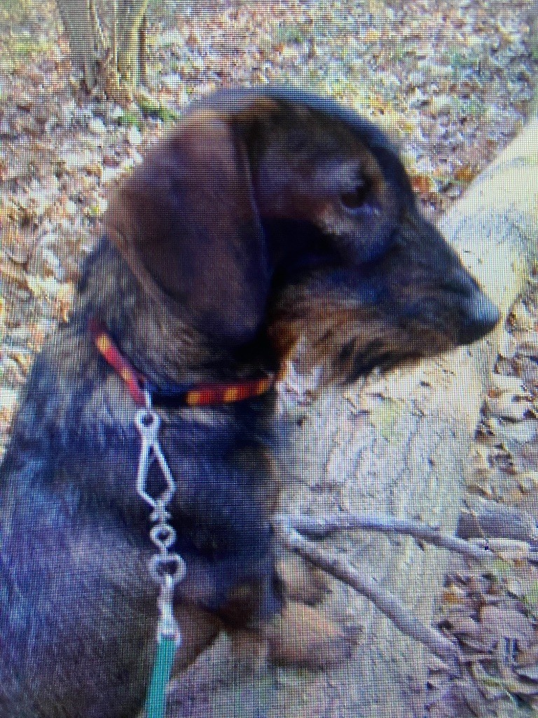 Nos chiens et chiots standard