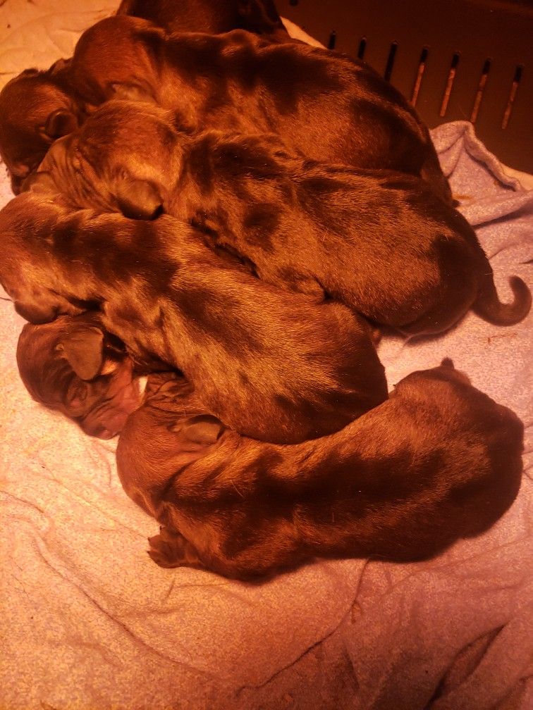 Nos chiens et chiots standard
