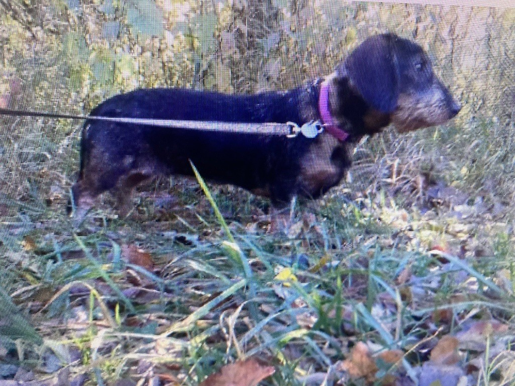 Nos chiens et chiots standard