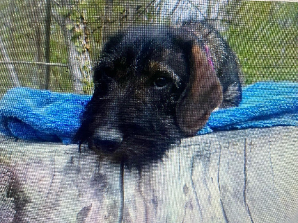 Nos chiens et chiots standard