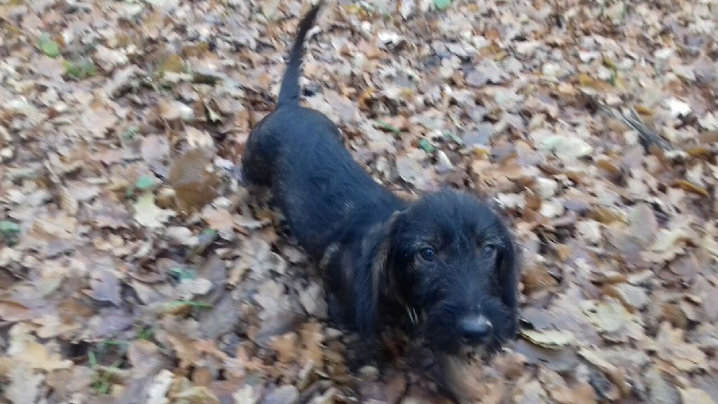 Chasse